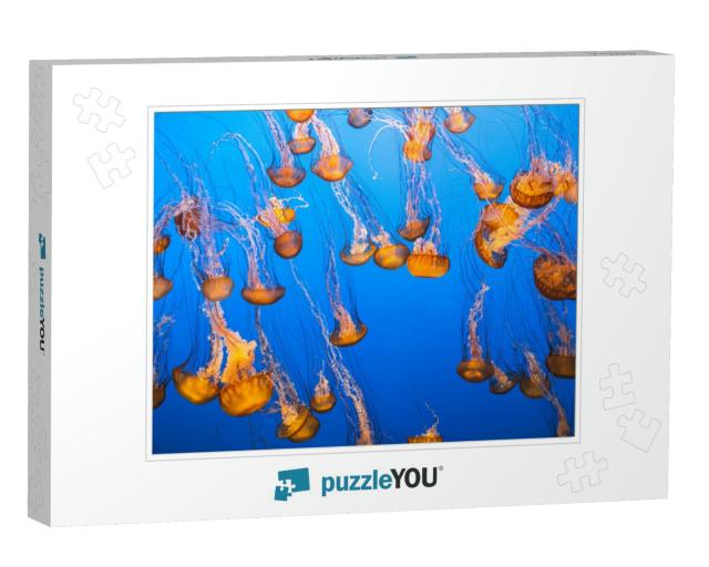 A Group of Jellyfishes in Light Floating Underwater... Jigsaw Puzzle