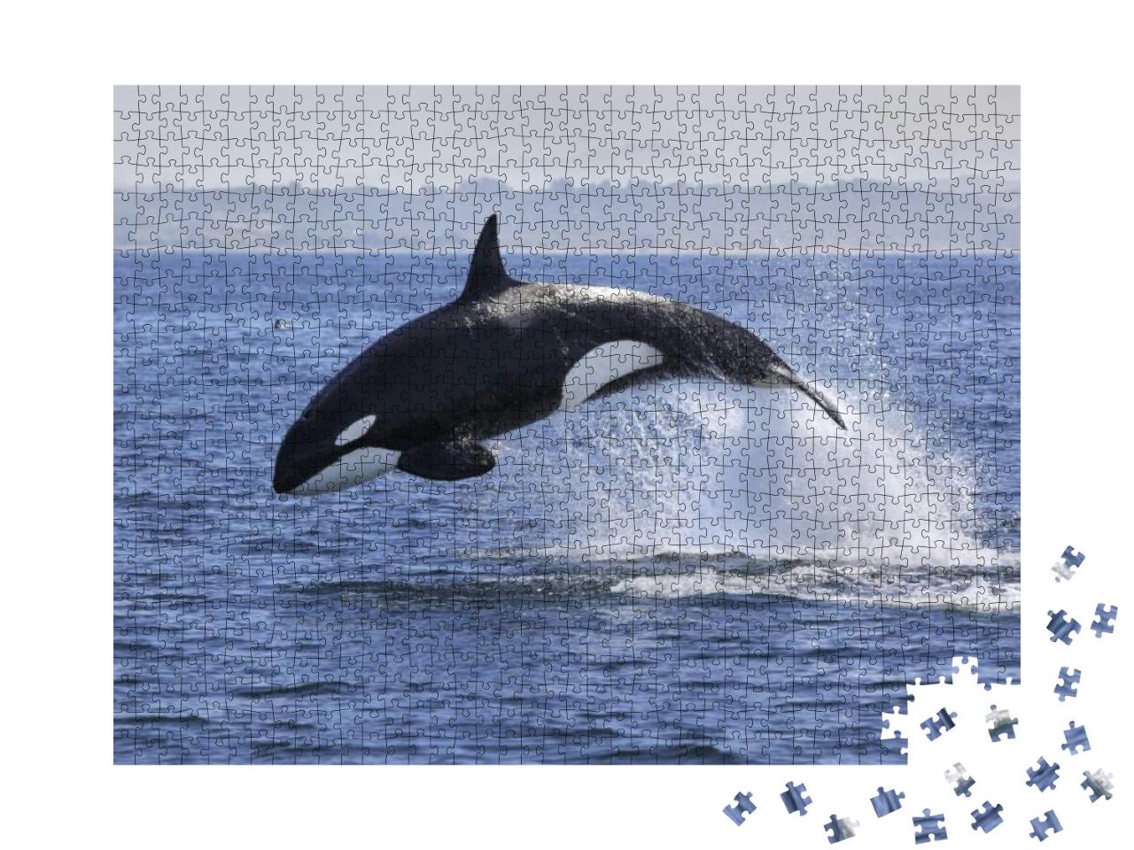 Killer Whale Orcinus Orca... Jigsaw Puzzle with 1000 pieces