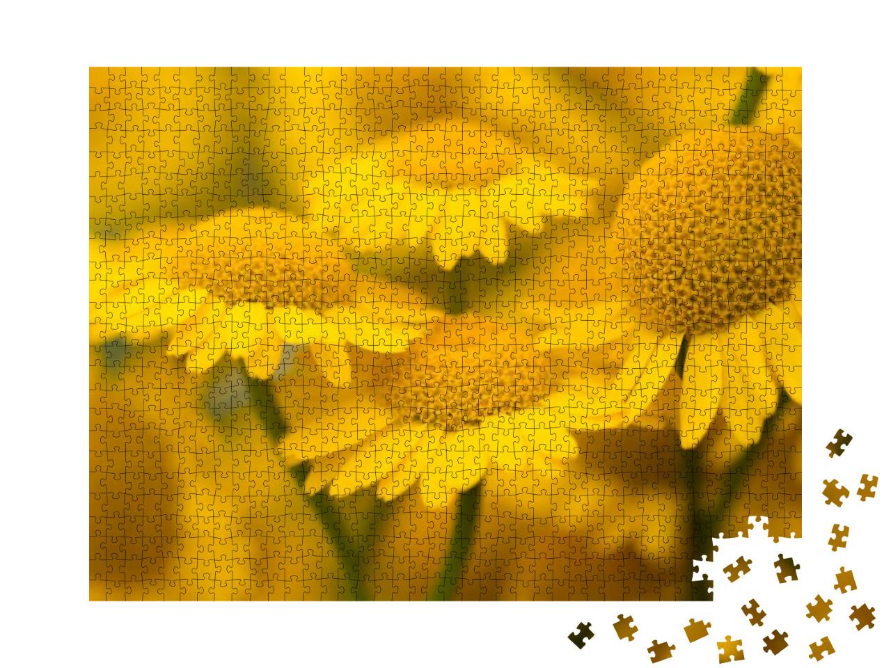 Yellow Flowers of Dyers Chamomile Anthemis Tinctoria... Jigsaw Puzzle with 1000 pieces