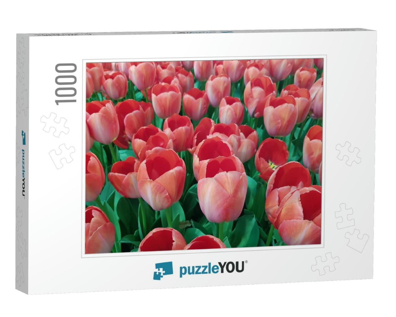 Peach Tulips Against Green Foliage Background. Peach Tuli... Jigsaw Puzzle with 1000 pieces
