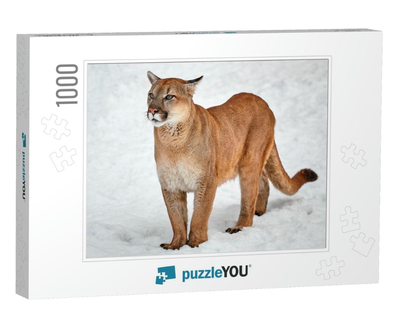 Puma in the Woods, Single Cat on Snow, Wildlife America... Jigsaw Puzzle with 1000 pieces