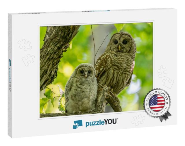 Adult & Baby Barred Owls Perching on a Tree Branch in Ear... Jigsaw Puzzle