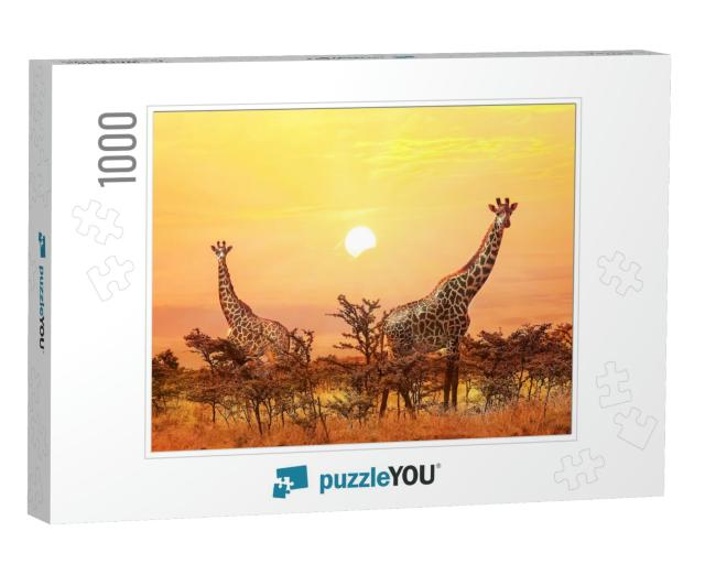 Group of Giraffes on Sunset Background... Jigsaw Puzzle with 1000 pieces