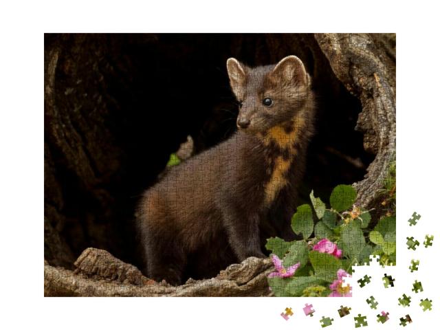 Pine Marten in Montana, Usa... Jigsaw Puzzle with 1000 pieces