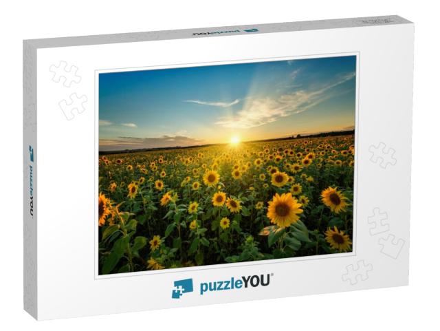 Beautiful Sunset Over Sunflower Field... Jigsaw Puzzle