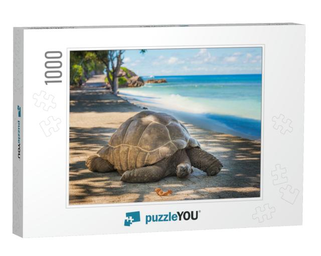Seychelles Giant Tortoise... Jigsaw Puzzle with 1000 pieces
