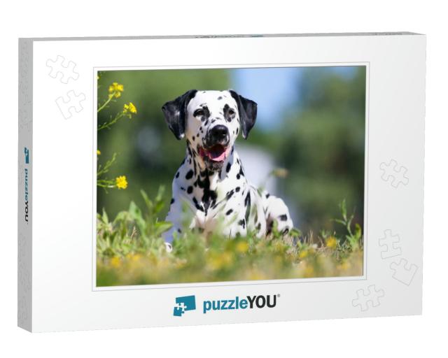 Summer Portrait of Cute Dalmatian Dog with Black Spots. S... Jigsaw Puzzle