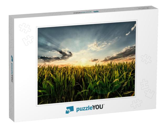 Cornfield in the Sunset - with Lens Flare Effect... Jigsaw Puzzle