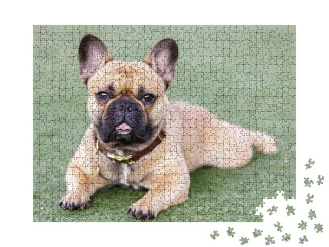 Fawn Puppy French Bulldog Lying Down with Open Mouth & Lo... Jigsaw Puzzle with 1000 pieces