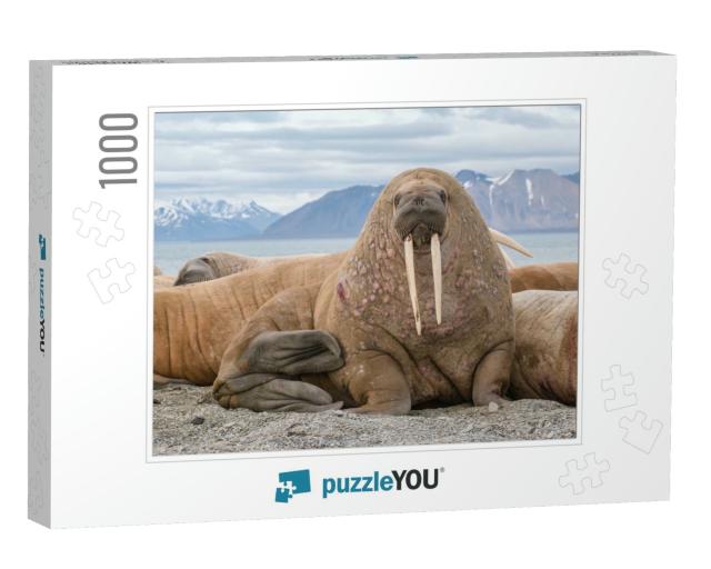The Walrus is a Marine Mammal, the Only Modern Species of... Jigsaw Puzzle with 1000 pieces