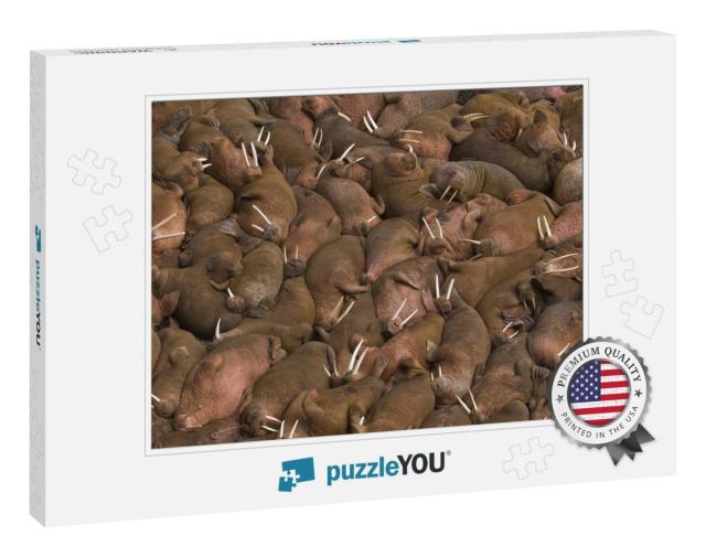 Thousands of Male Walruses Odobenus Rosmarus Sunbathing T... Jigsaw Puzzle