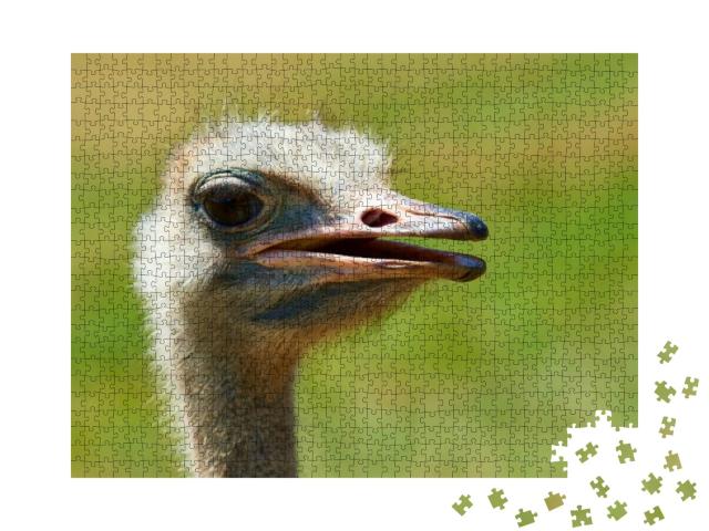 Ostrich Struthio Camelus in the Natural Park of Cabarceno... Jigsaw Puzzle with 1000 pieces