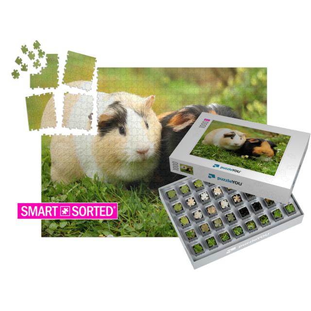 Two Cute Guinea Pigs... | SMART SORTED® | Jigsaw Puzzle with 1000 pieces