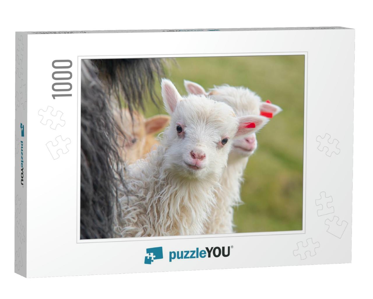 Faroe Islands Animals, Sheep & Lambs... Jigsaw Puzzle with 1000 pieces