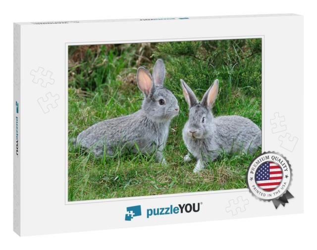 Fluffy Rabbits on the Green Grass... Jigsaw Puzzle