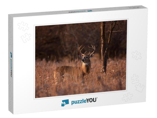 White-Tailed Deer Buck with a Huge Neck & Antlers Standin... Jigsaw Puzzle