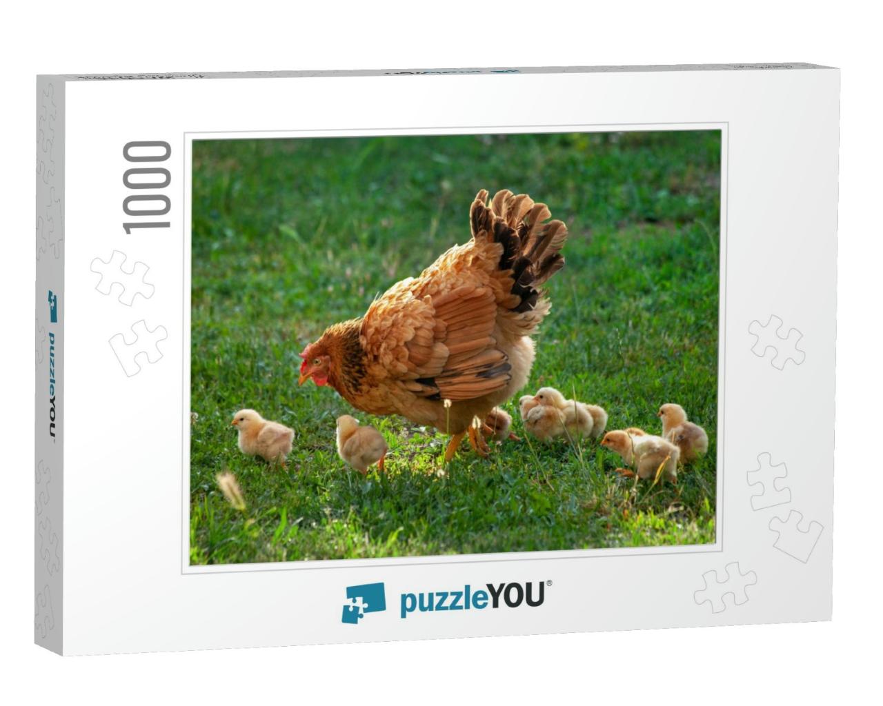 Poultry in a Rural Yard. Hen & Chickens in a Grass in the... Jigsaw Puzzle with 1000 pieces