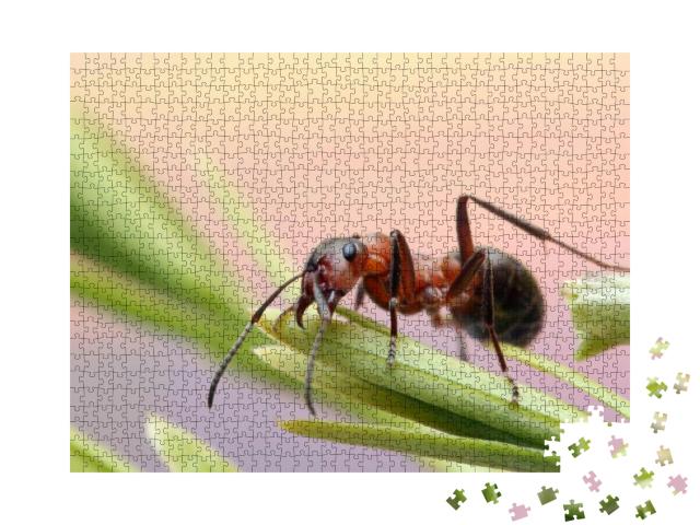 Ant Runs Quickly in the Grass, Clinging to the Blades of... Jigsaw Puzzle with 1000 pieces