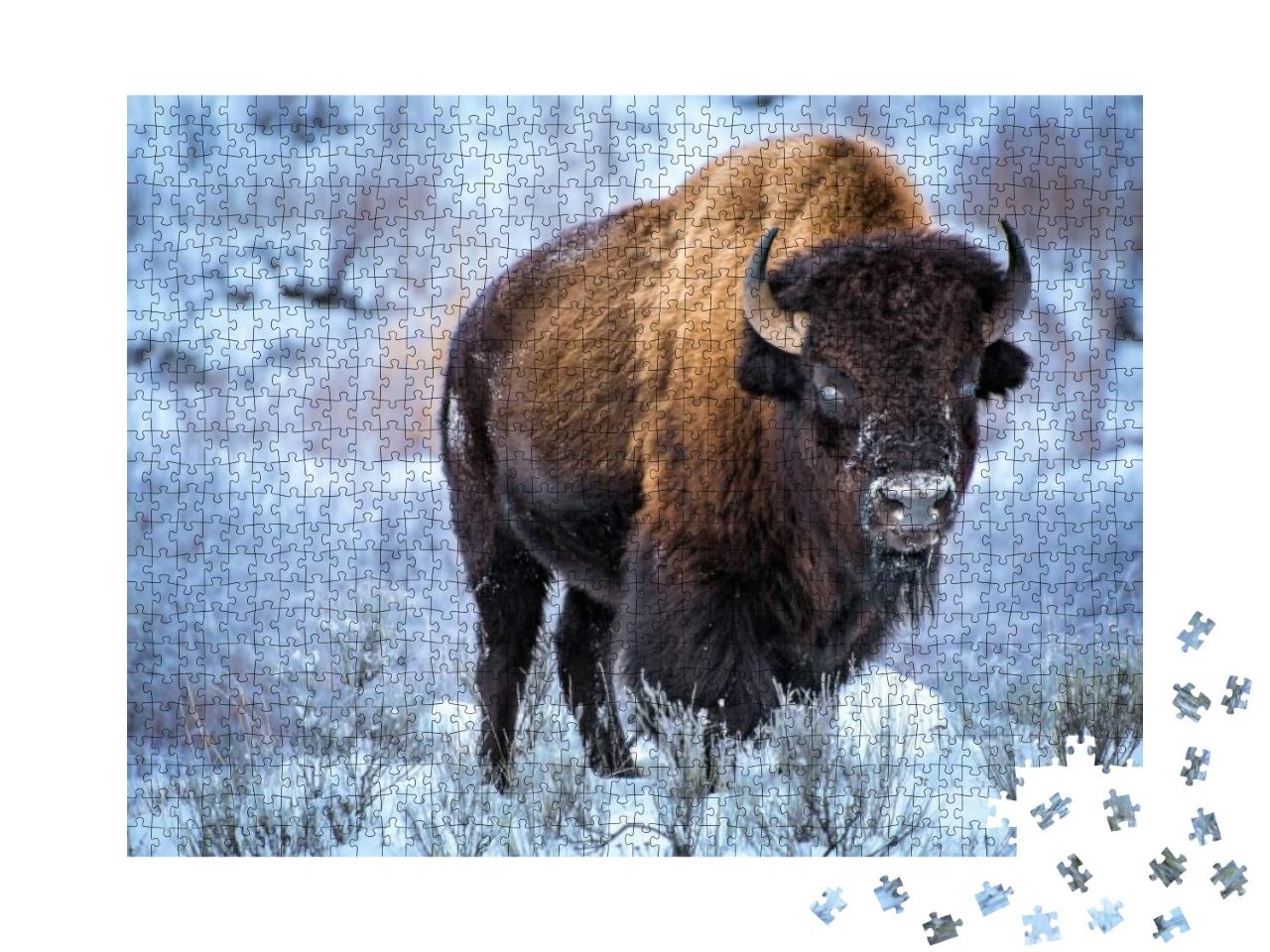 American Bison, Cower with Snow in Winter, Yellowstone Na... Jigsaw Puzzle with 1000 pieces