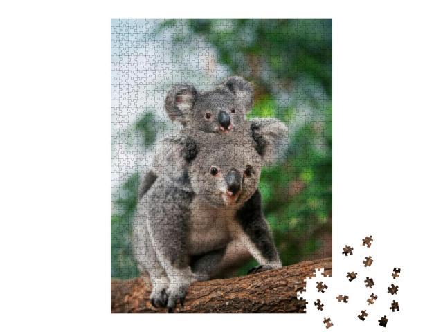 Koala, Phascolarctos Cinereus, Female Carrying Young on I... Jigsaw Puzzle with 1000 pieces