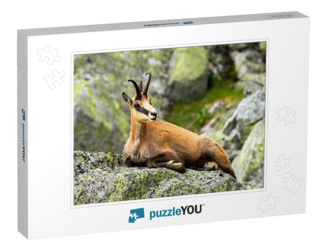 Calm Tatra Chamois, Rupicapra Rupicapra, Lying Down on a... Jigsaw Puzzle