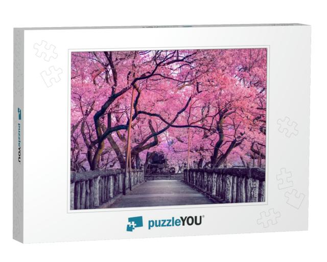 Beautiful Pink Cherry Trees Blooming Extravagantly At the... Jigsaw Puzzle