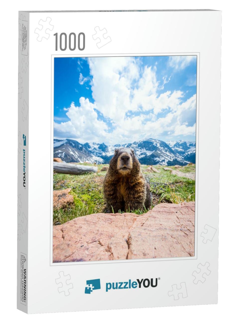A Curious Marmot in Rocky Mountain National Park, Co... Jigsaw Puzzle with 1000 pieces