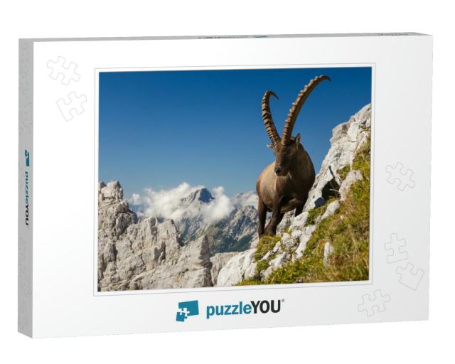 King of the Mountains - Alpine Ibex Capra Ibex. Slovenian... Jigsaw Puzzle