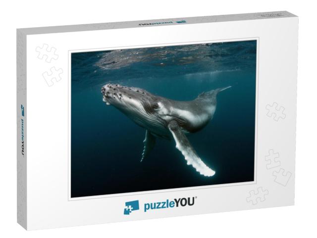 Humpback Whale Calf... Jigsaw Puzzle