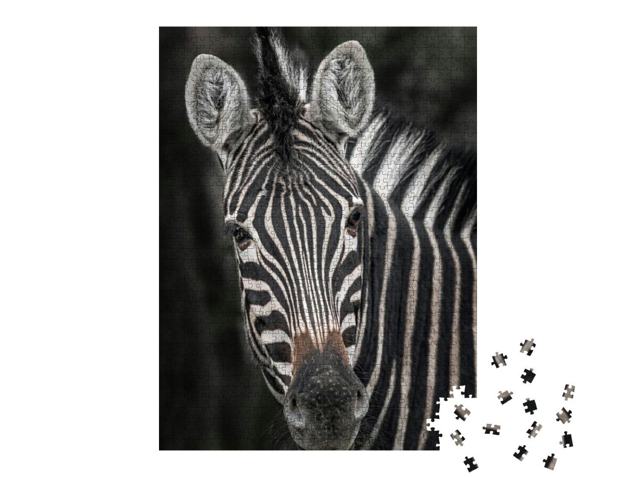 Chapmans Zebra, Equus Quagga Chapmani, Close Up of the Fa... Jigsaw Puzzle with 1000 pieces