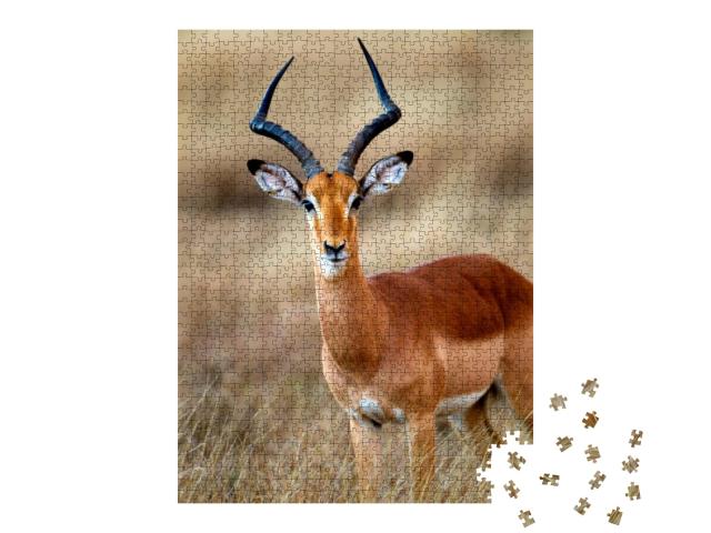 Impala Aepyceros Melampus - Male, Kruger National Park, S... Jigsaw Puzzle with 1000 pieces