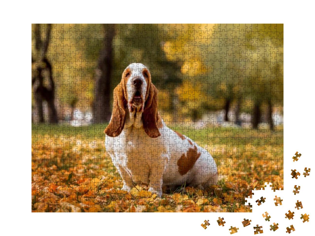 Dog Breed Basset Hound... Jigsaw Puzzle with 1000 pieces