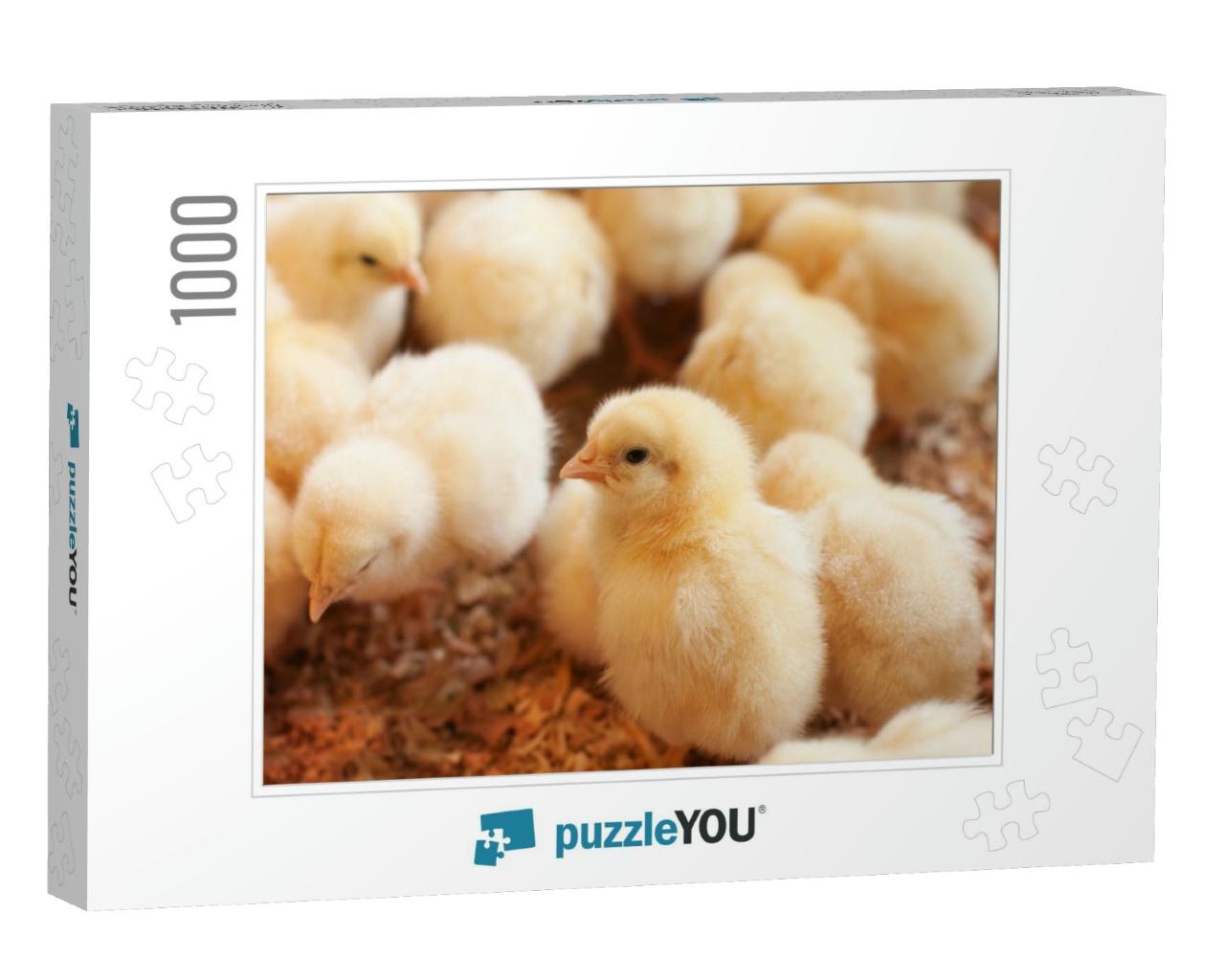 Young Yellow Baby Chicks on a Poultry Farm... Jigsaw Puzzle with 1000 pieces