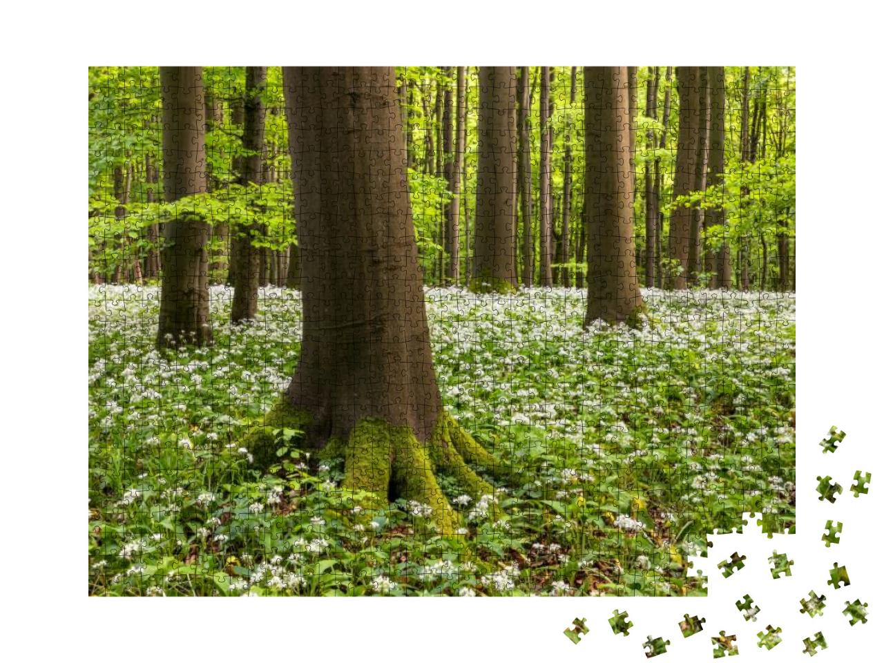 Wild Garlic Bloom in Hainich National Park, Thuringia, Ge... Jigsaw Puzzle with 1000 pieces