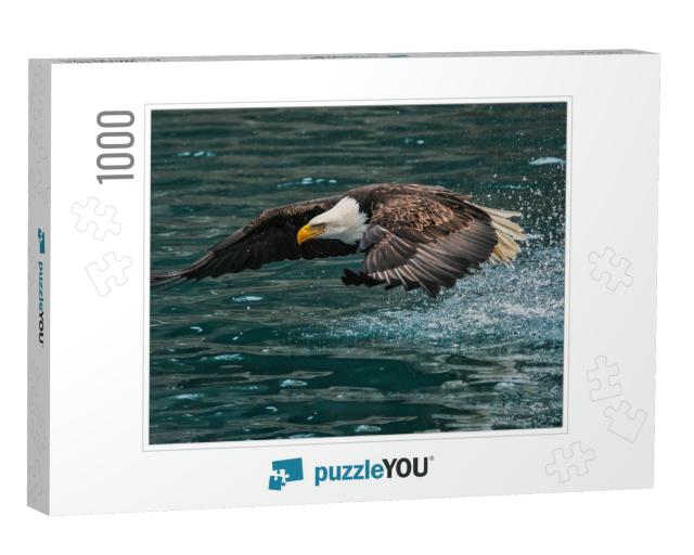 American Bald Eagle Swooping Down to Grab a Fish in Alask... Jigsaw Puzzle with 1000 pieces