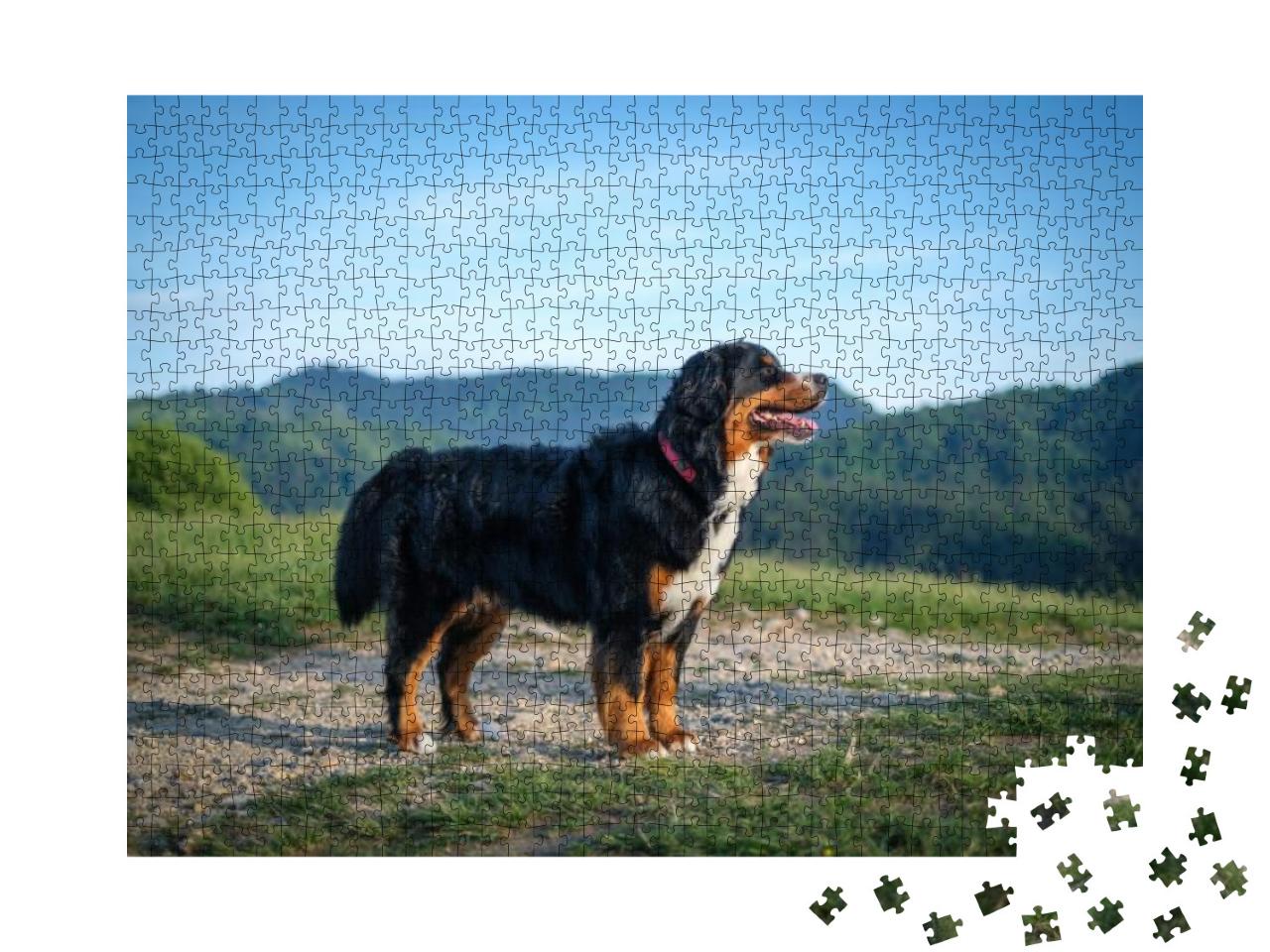 Bernese Mountain Dog in Evening Sun... Jigsaw Puzzle with 1000 pieces