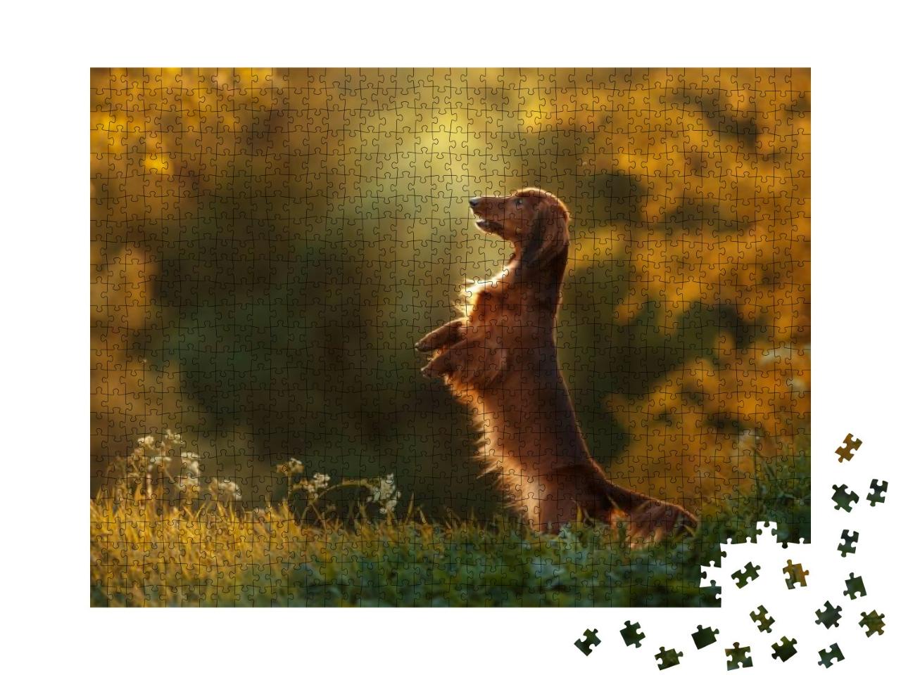 Dog Breed Dachshund, Walking in the Evening, in the Summe... Jigsaw Puzzle with 1000 pieces