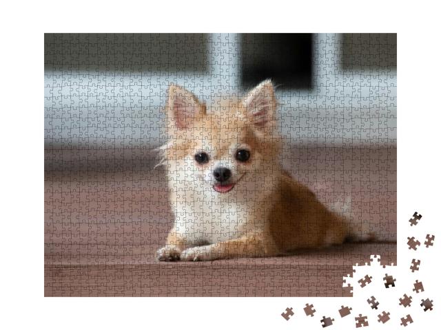 Brown Chihuahua Sitting on Floor. Small Dog in Asian Hous... Jigsaw Puzzle with 1000 pieces