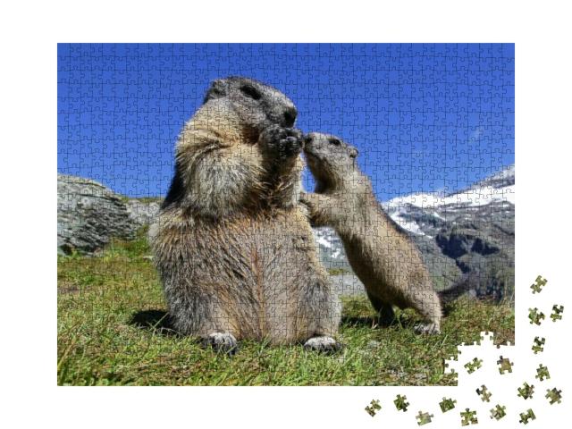 A Marmot Mother with Her Curious Marmot Baby in the High... Jigsaw Puzzle with 1000 pieces