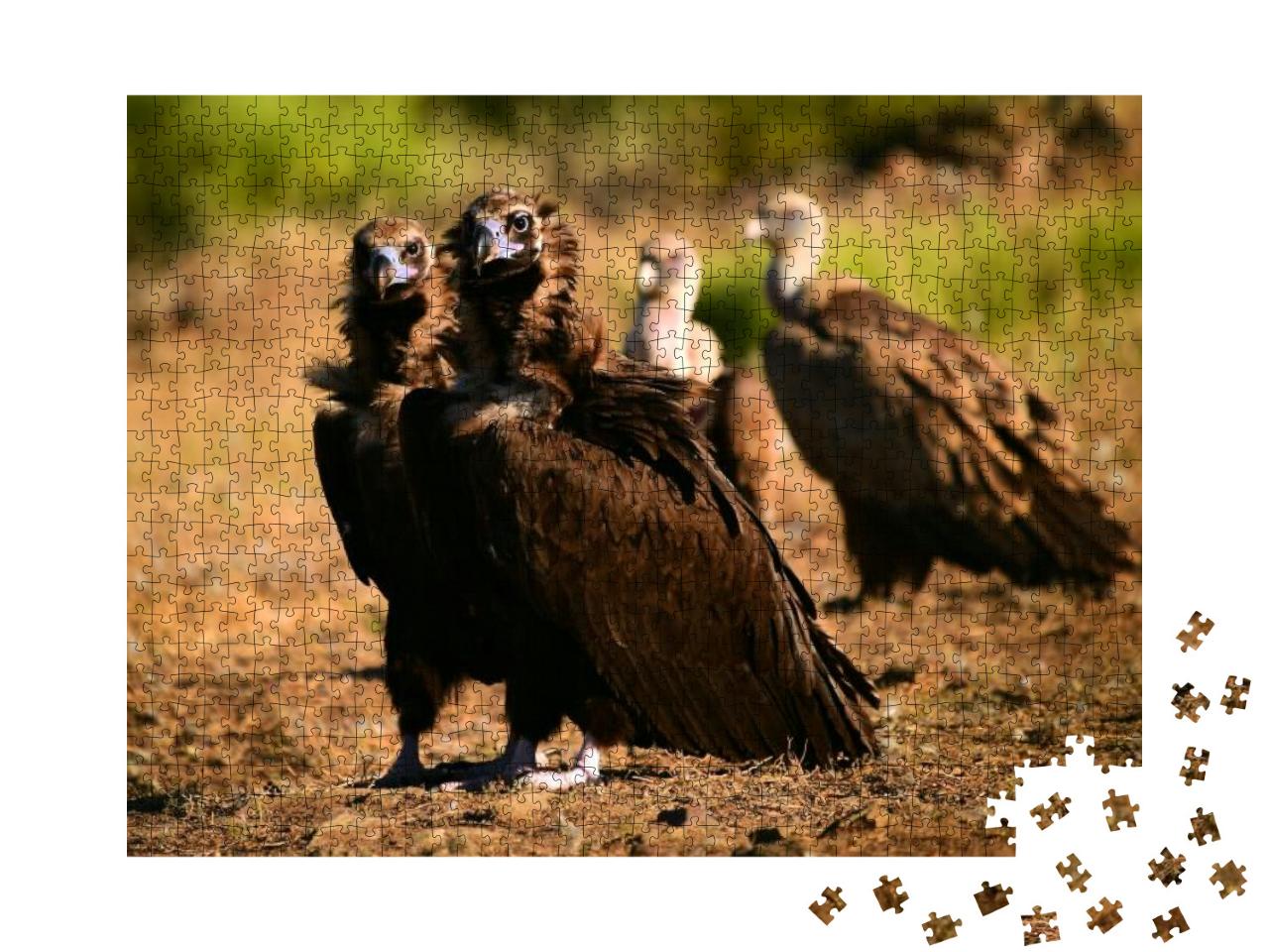 A Huge Black Vulture in Spain... Jigsaw Puzzle with 1000 pieces