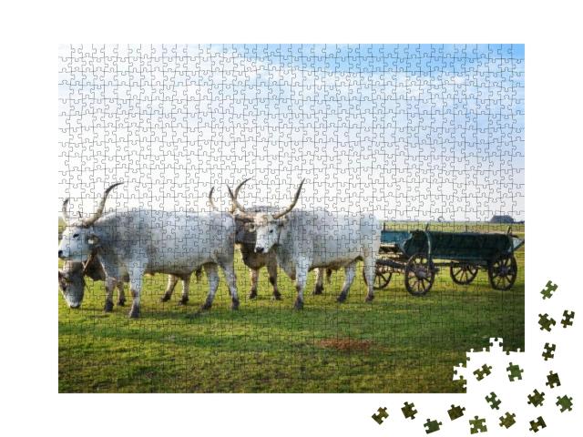 Hortobagy, Hungary - October 31, 2015 Hungarian Csikos or... Jigsaw Puzzle with 1000 pieces