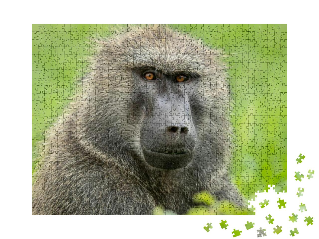 Olive Baboon in Kenya, East Africa Close-Up Head & Should... Jigsaw Puzzle with 1000 pieces