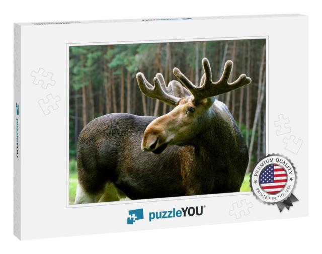 The Elk in Their Natural Habitat... Jigsaw Puzzle