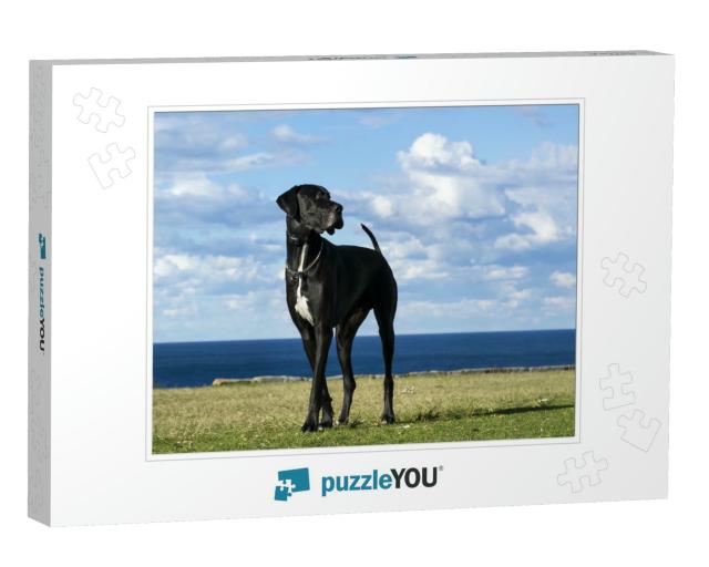 Great Dane by the Sea... Jigsaw Puzzle