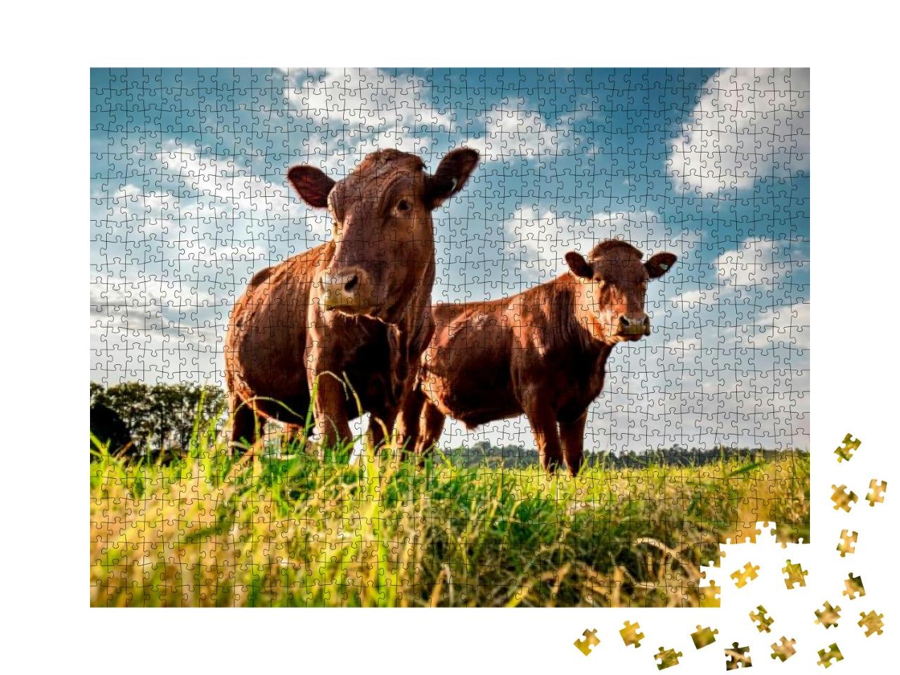 Beefmaster Cattle Standing in a Green Field... Jigsaw Puzzle with 1000 pieces