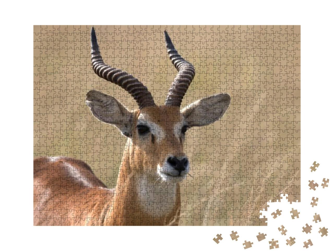Ugandan Kob Antelope Free Ranging the African Savanna... Jigsaw Puzzle with 1000 pieces