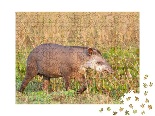 Tapir, Lowland Tapir in the Brazilian Jungle... Jigsaw Puzzle with 1000 pieces
