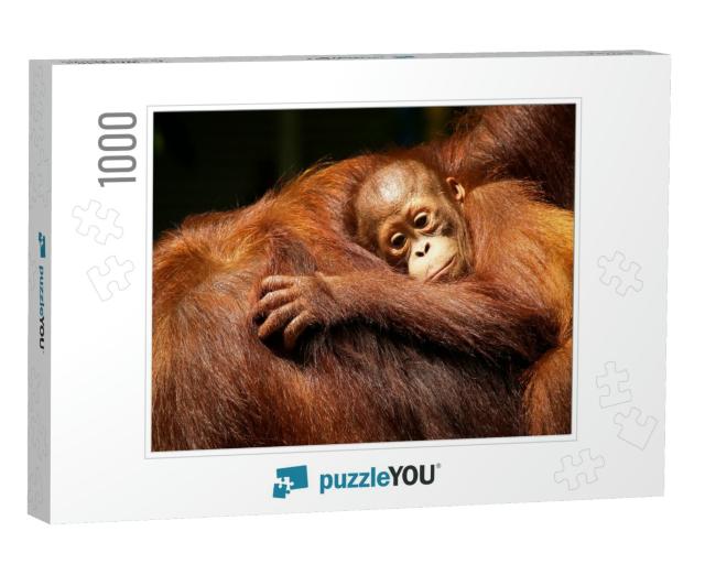 Female Orangutan & Her Baby in the Rainforest... Jigsaw Puzzle with 1000 pieces