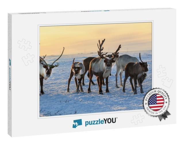 Herd of Reindeer in Winter Weather, Pasture Reindeer... Jigsaw Puzzle