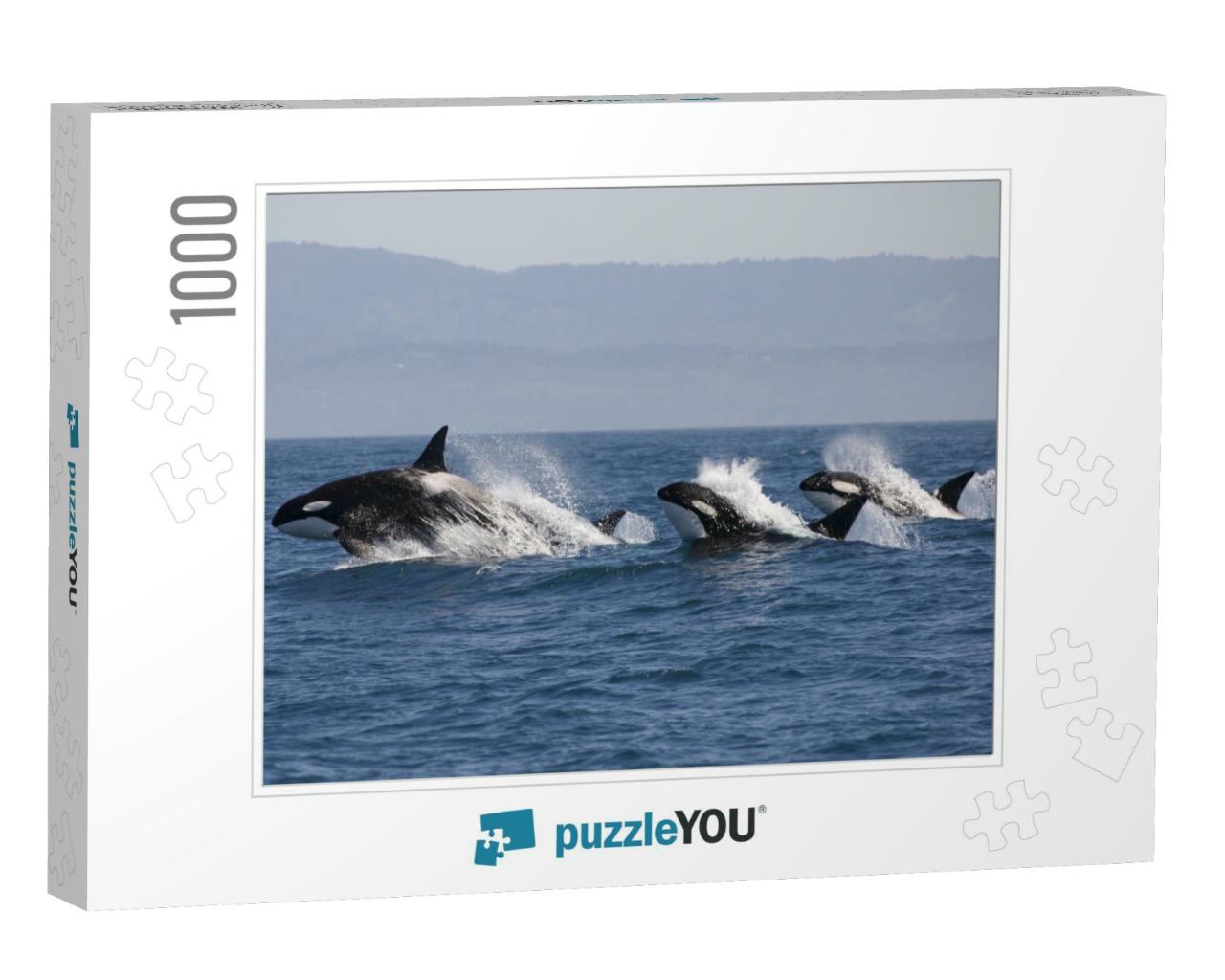 Killer Whale - Orcinus Orca... Jigsaw Puzzle with 1000 pieces